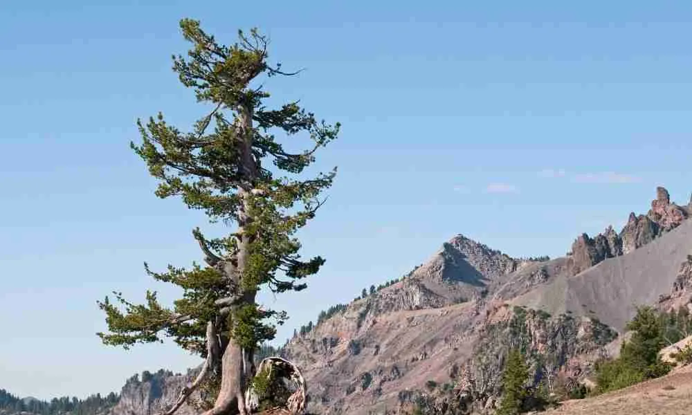 Whitebark pine - a sturdy tree that a bear can climb