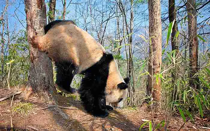A picture of a giant panda urinating and marking scent on a tree. 