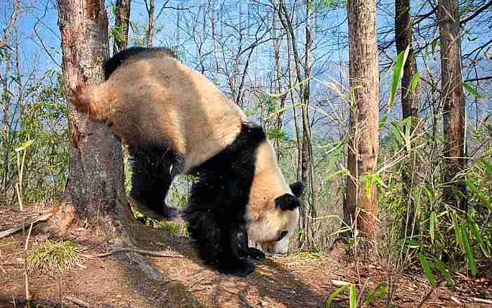 A picture of a giant panda urinating and marking scent on a tree. 