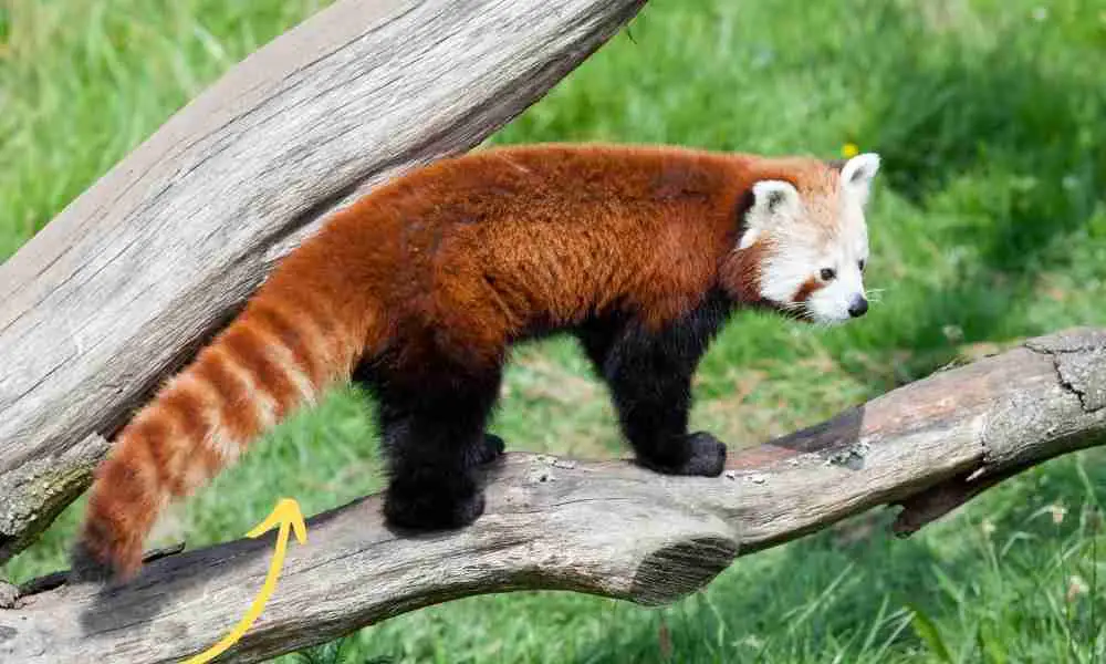 The red pandas stink gland located on underneath its tail
