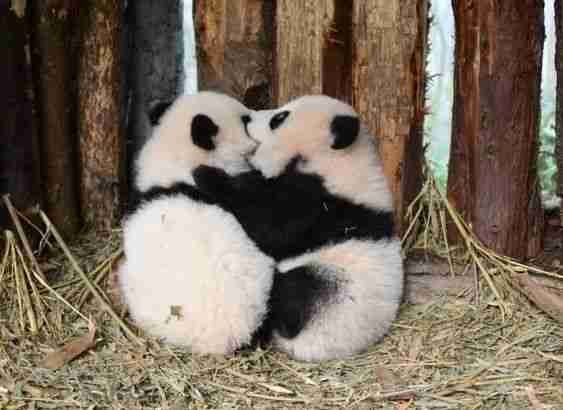 Why Do Pandas Fight Each Other? (Here are 2 Reasons Why!)