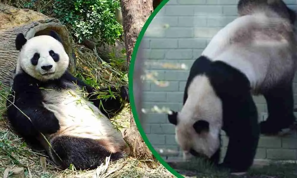 Why do pandas do handstand?