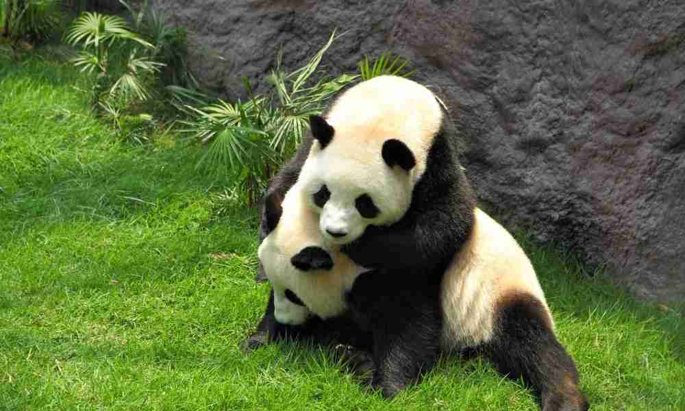 Why Do Pandas Fight Each Other? (Here are 2 Reasons Why!)