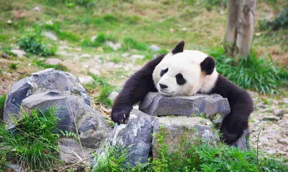 Tame Giant Panda