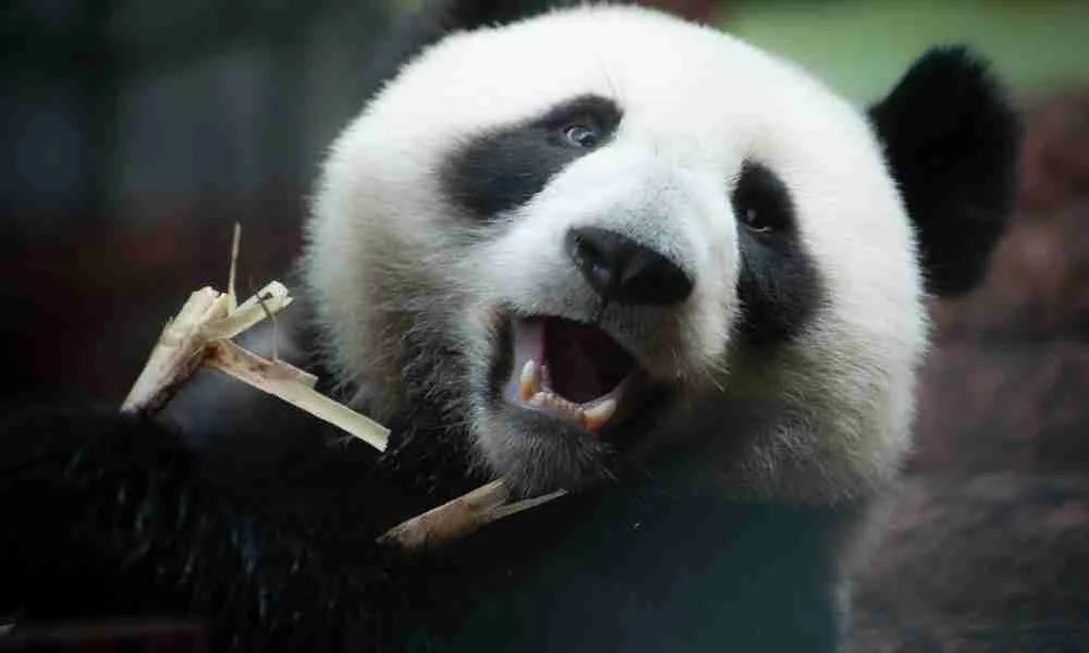 Giant Panda showing its cuteness