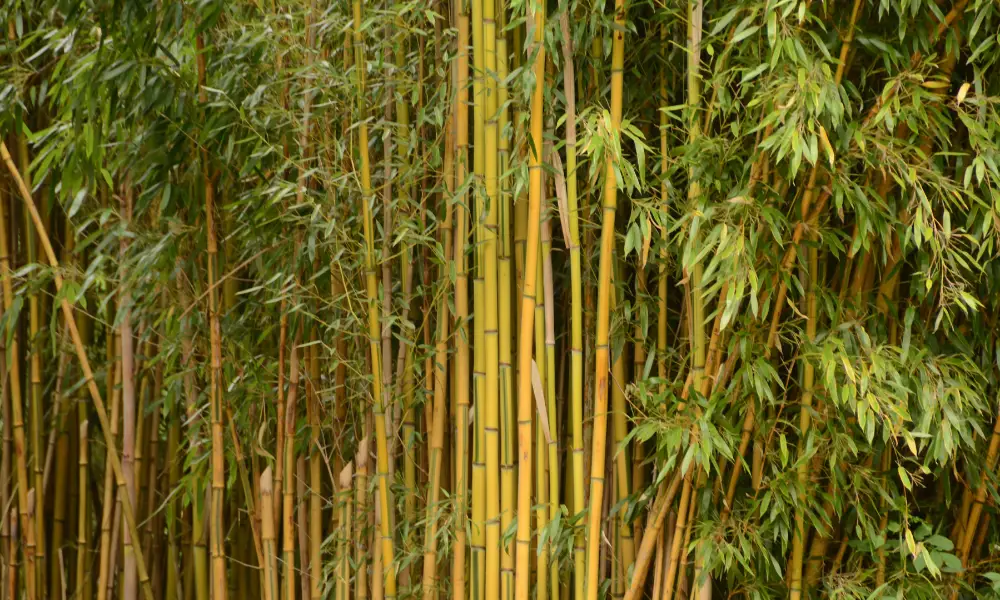 Yellow groove bamboo (Phyllostachys Aureosuicata) - Food for red pandas