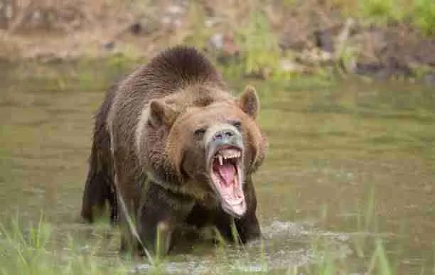 An Angry Grizzly Bear in the Water