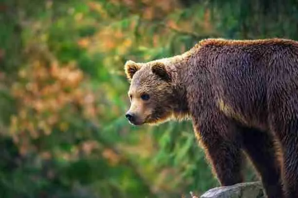 A Grizzly Bear Standing in the Woods