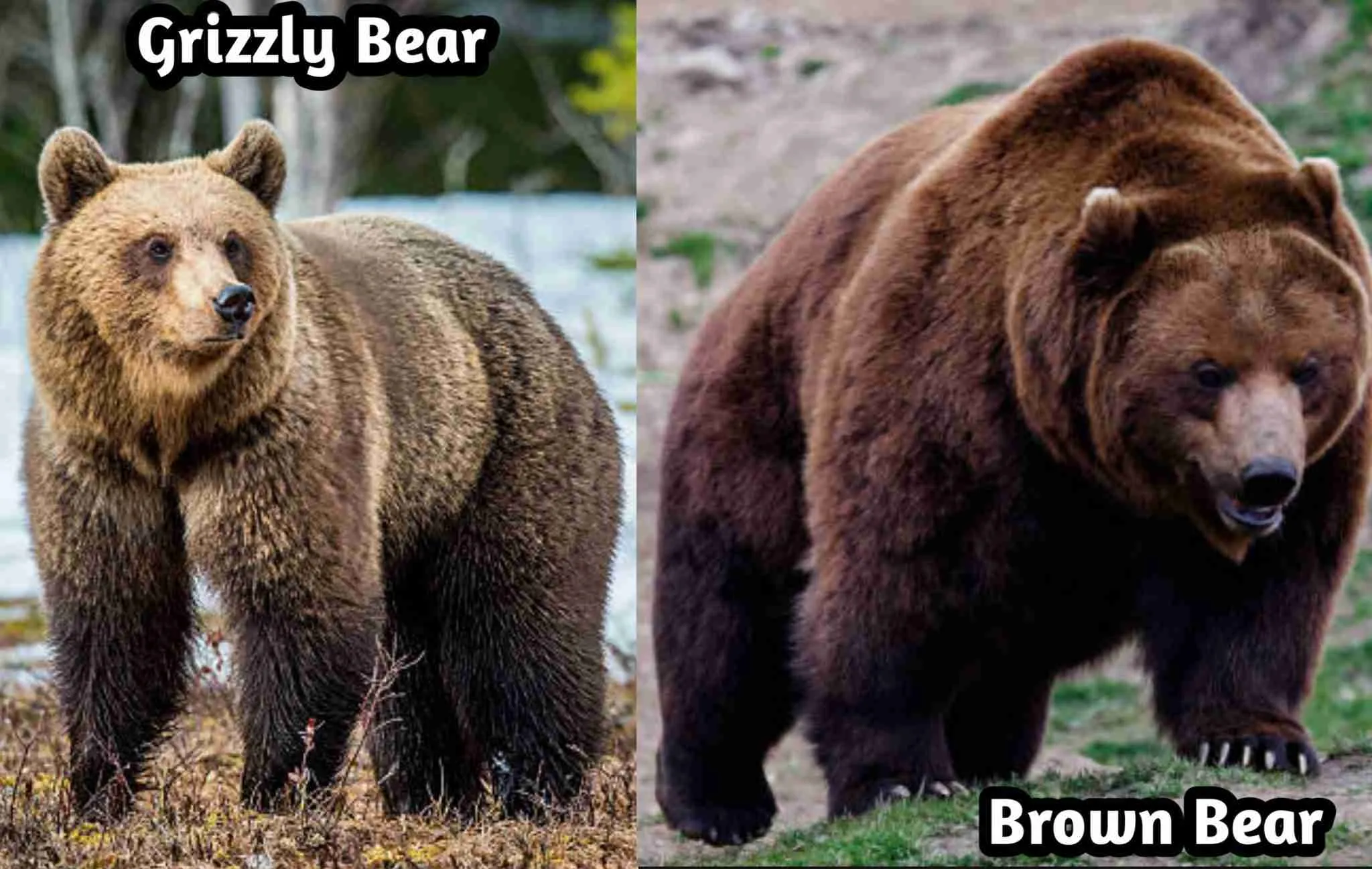 watch-two-black-bears-fight-over-food-field-stream