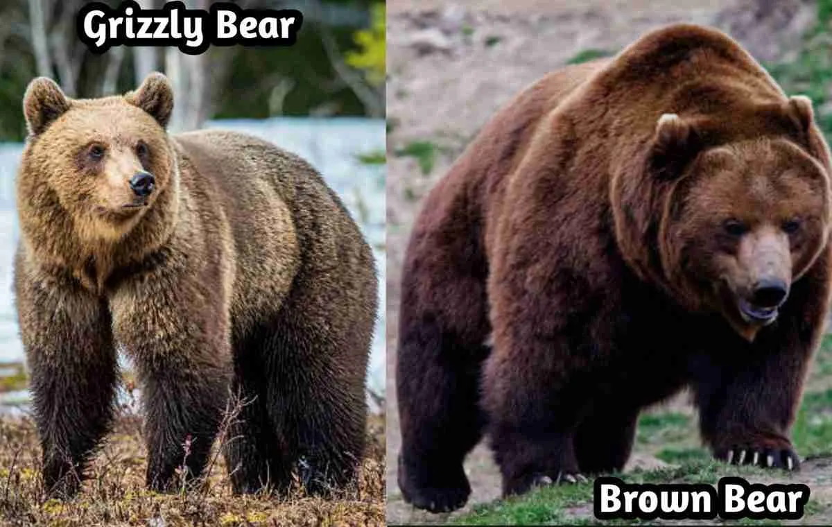 are-grizzly-bears-and-brown-bears-the-same