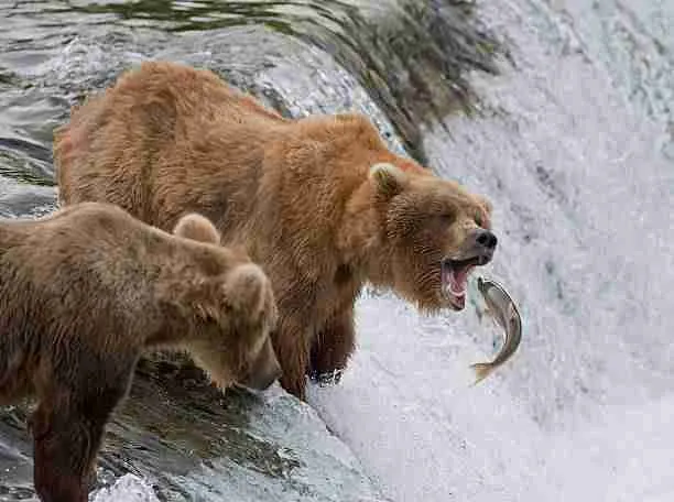 A Brown Bear Fishing in a Coastal Region of Alaska