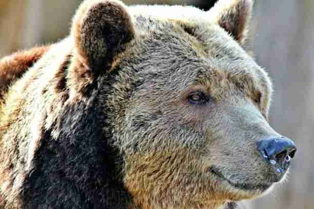 A Grizzly Bear's Dish-shaped Face 