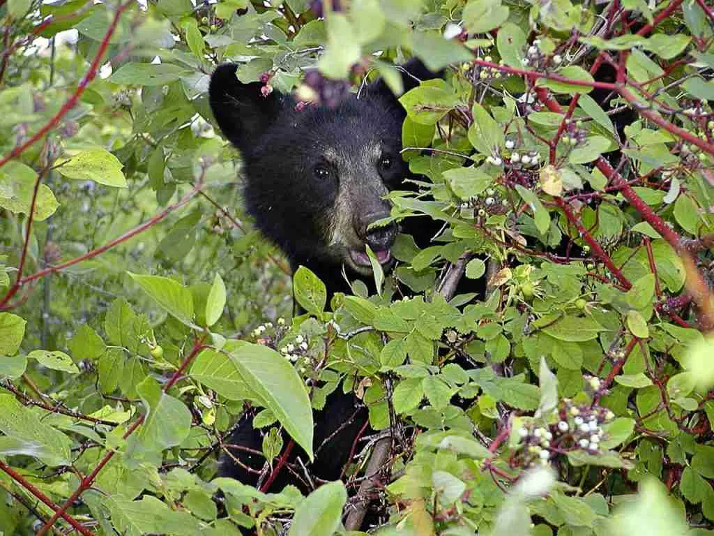 A Scared Black Bear Hiding In The Bush