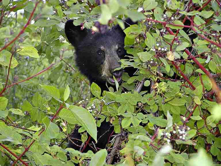 are-black-bears-scared-of-humans-10-reasons-why