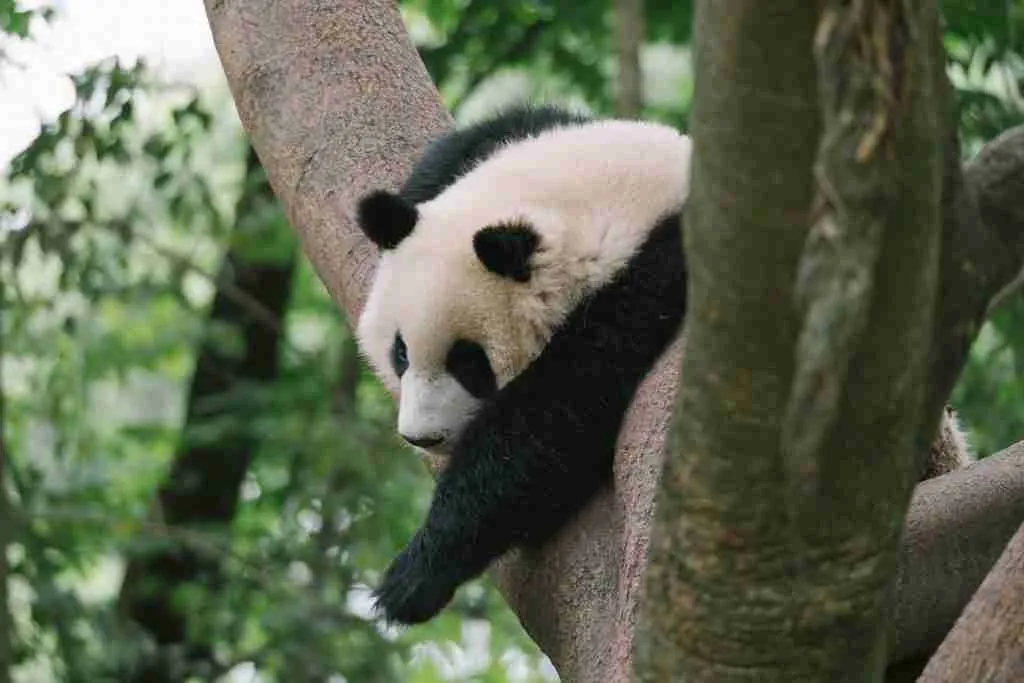 A picture of a cute panda who is lazing around