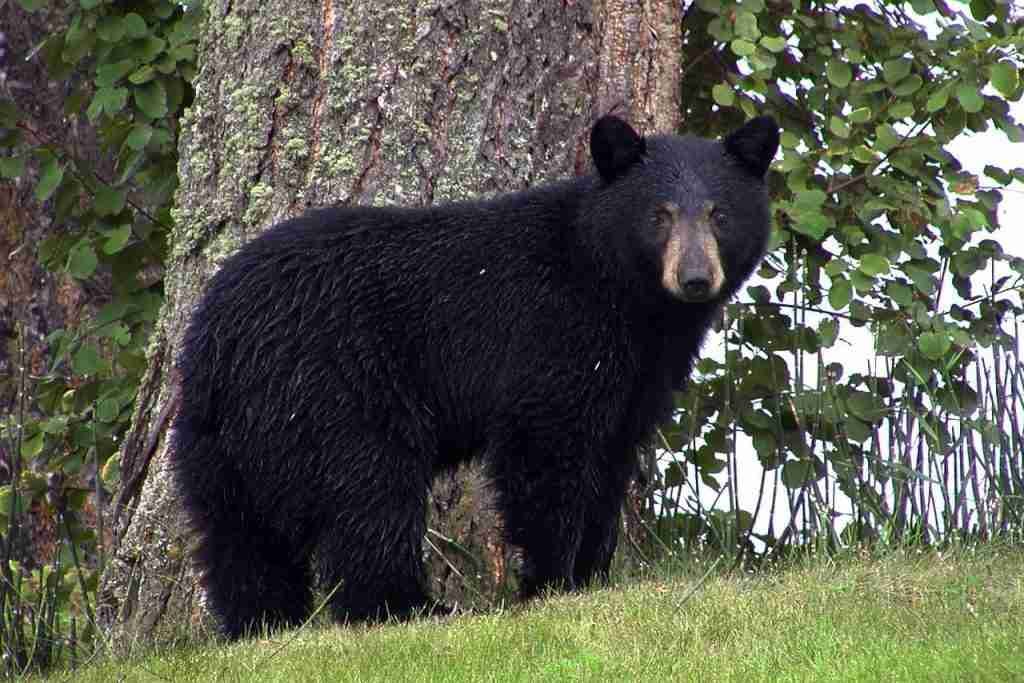 A Solitary Black Bear In The Wild