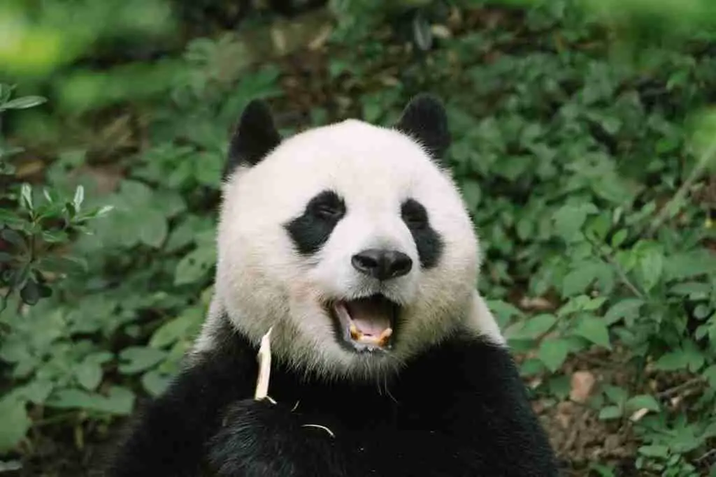 An image of a giant pandas showing its sharp teeth to indicate why they can be dangerous to humans