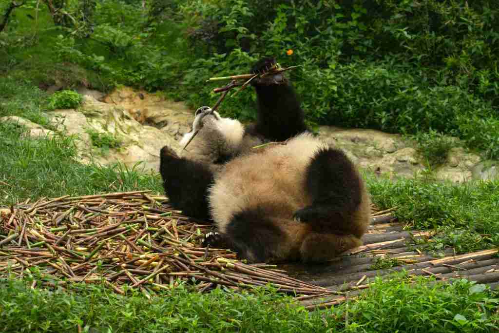 A picture of panda rolling to show that it's lazy