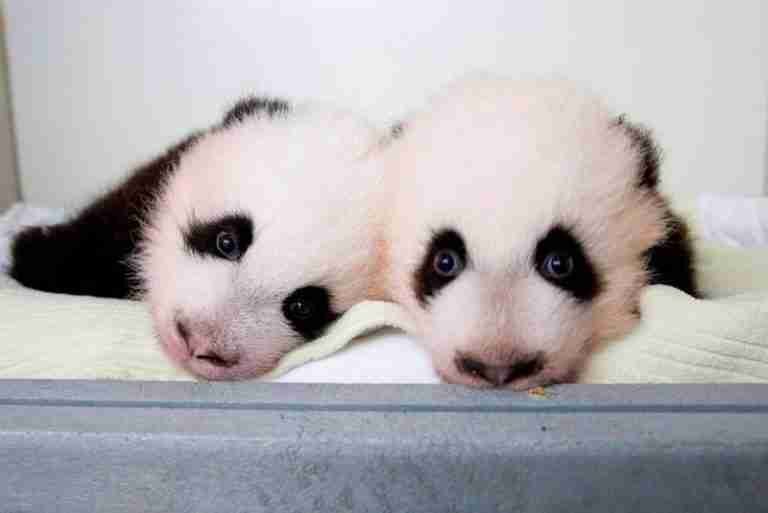 213 Cutest Panda Names (for Toys, Pets, Games Etc)