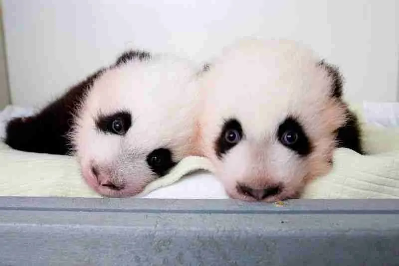 A picture of a cute panda twin