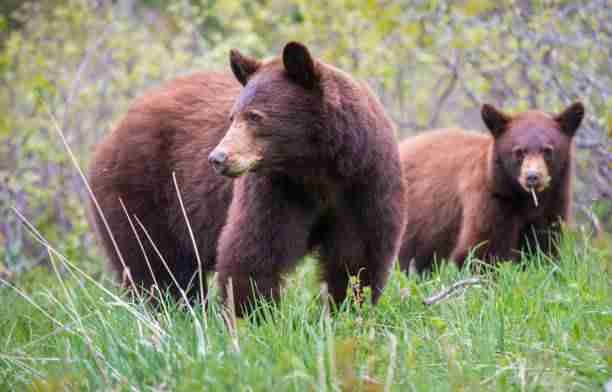 Brown Variation of the Black Bears 