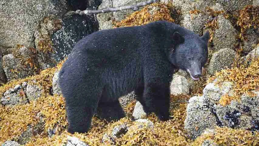 Glacier Bears - Bluish-gray Variation of the Black Bear 