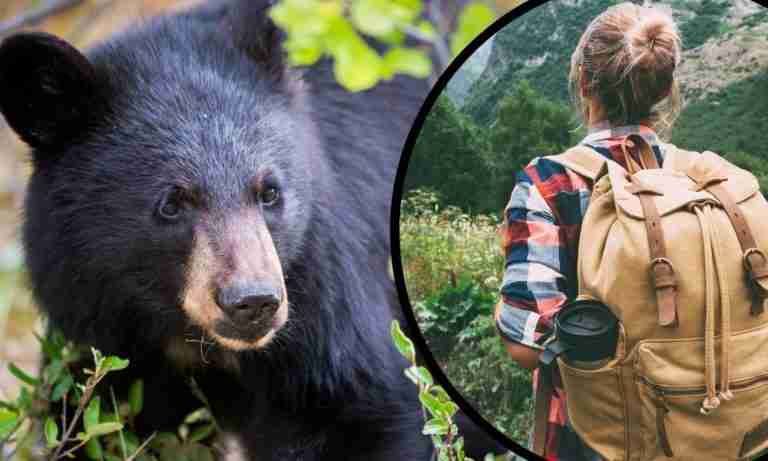 Are Black Bears Scared Of Humans