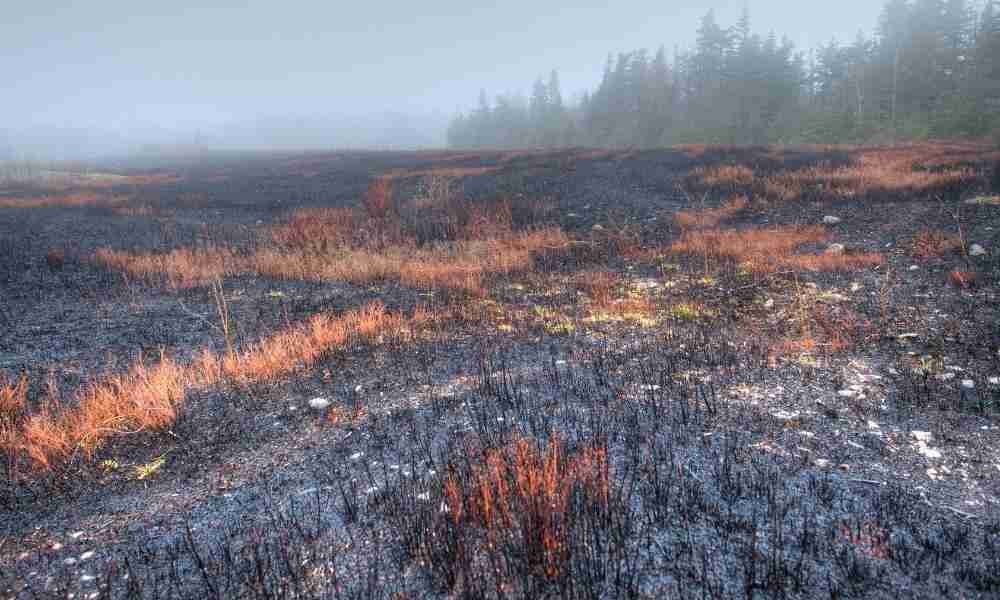 Photo of a massive fire that will scare a bear