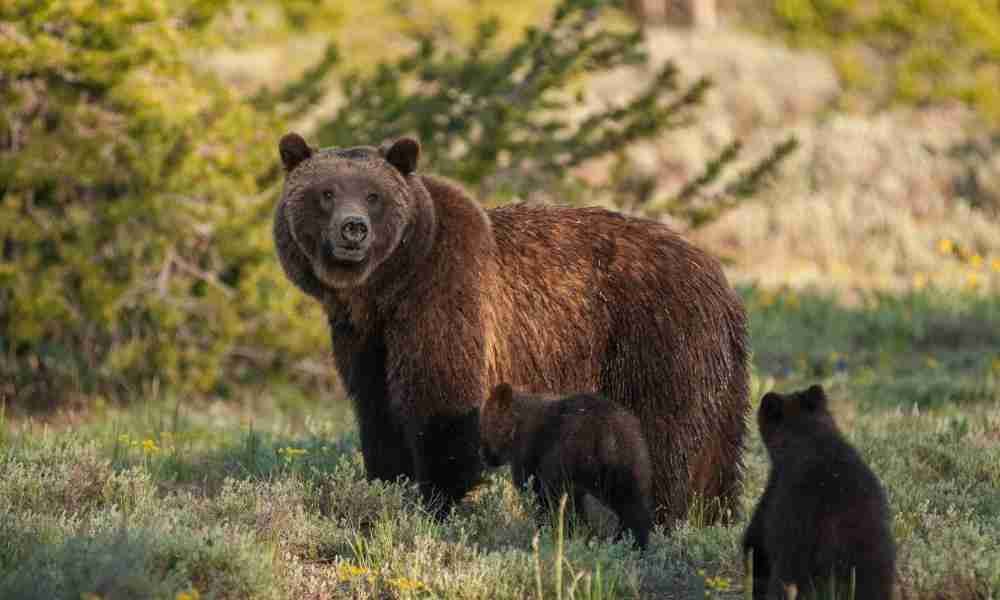 Grizzly Bear awake during the day