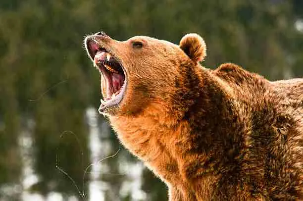 A picture of a growling grizzly bear