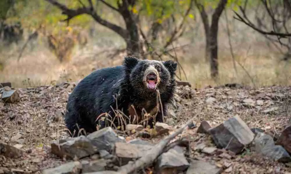 Sloth bear during the day