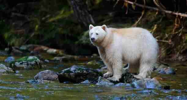 A Kermode beae (Spirit Bear) - White Variation of the Black Bear