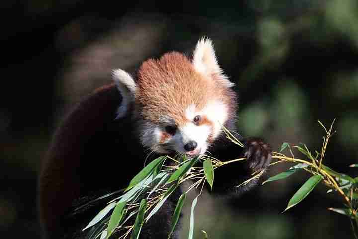 Cute Red Panda Eating Bamboo Leaves