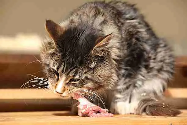 A Cute Cat Eating Fresh Meat 