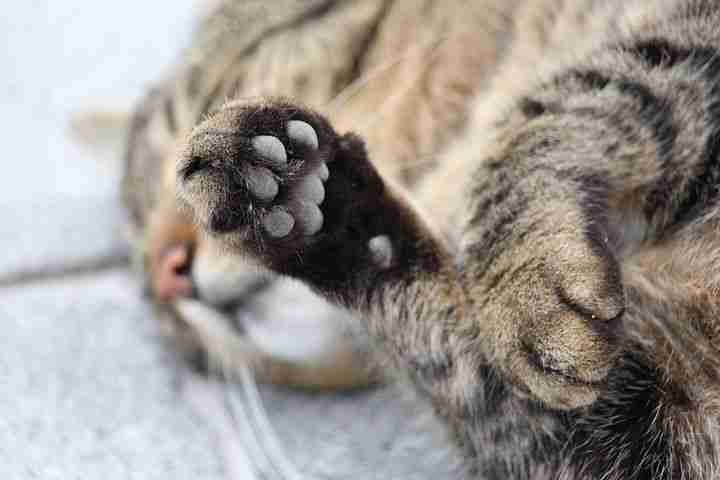 A Cat's Front Paw