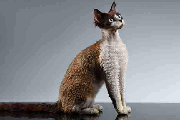 Devon Rex - A Cat Breed That Looks Like a Red Panda