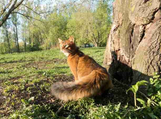 Somali Cat - A Cat Breed That Looks Like a Red Panda