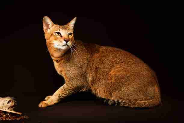 Chausie Cat - A Cat Breed That Looks Like a Red Panda