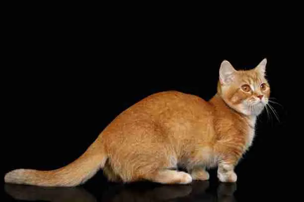 Red Munchkin Cat - A Cat Breed That Looks Like a Red Panda