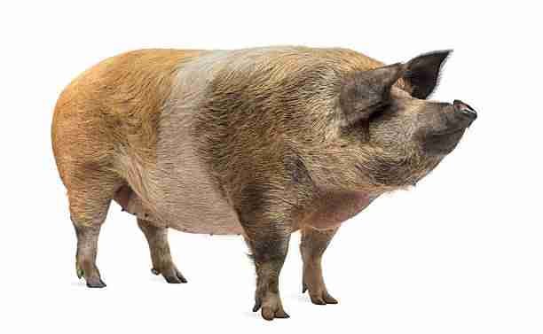 A Full-Grown Round Pig Standing 