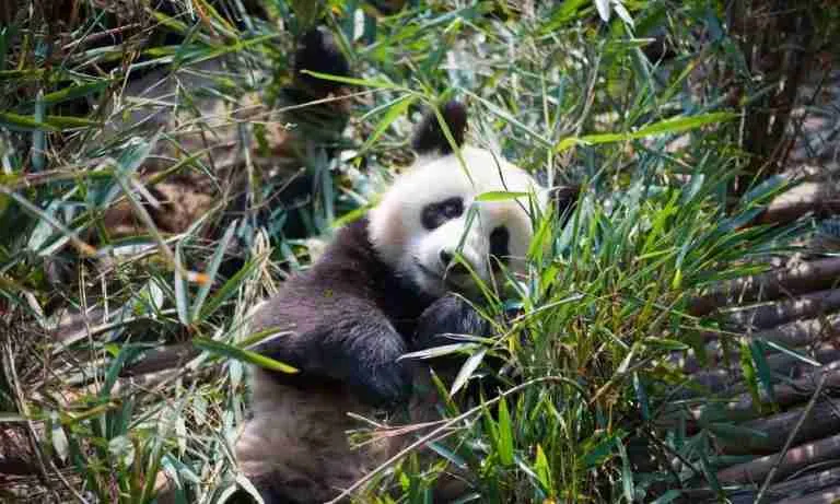 Do Giant Pandas Get Poached? (3 Reasons Why - Explained!)