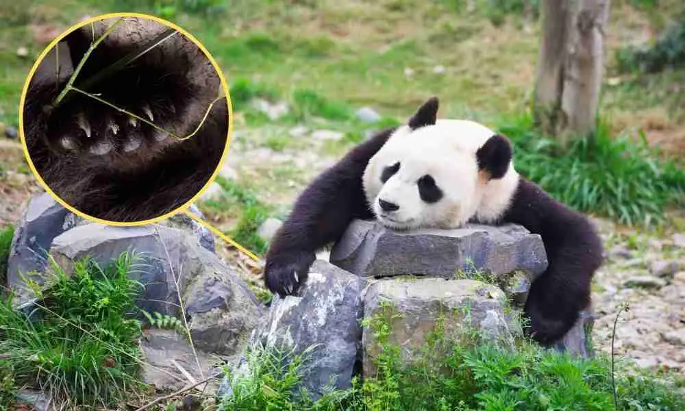 Giant panda showing is sharp claws