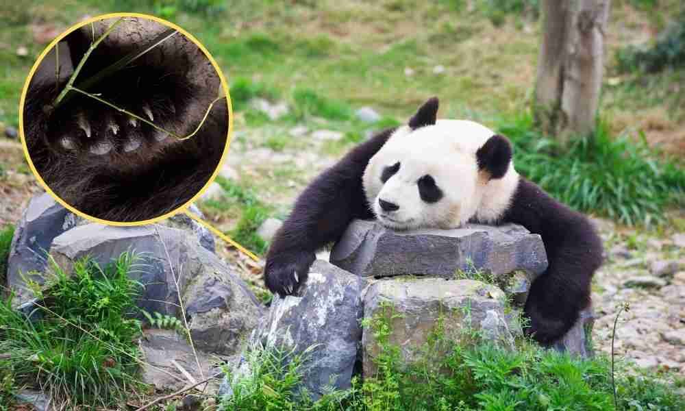 Are Giant Pandas Really Friendly? (Explained & Solved!)