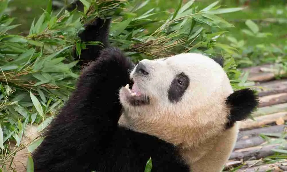 Giant panda eating bamboo with its sharp teeth
