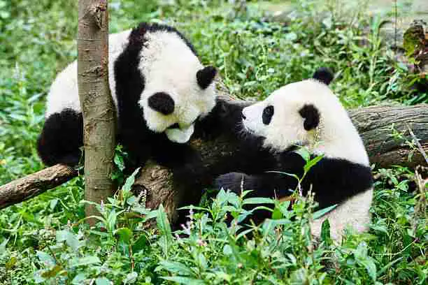 Female pandas breed once a year