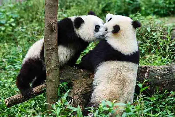 Breeding giant pandas 