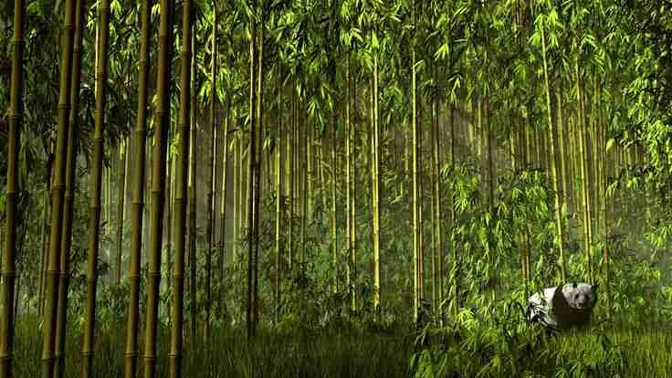 A picture of the Chinese bamboo forest developed by pandas