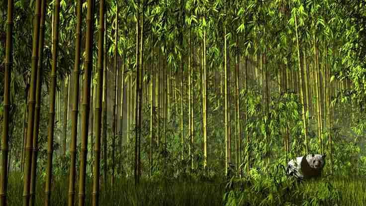 A picture of the Chinese bamboo forest developed by pandas