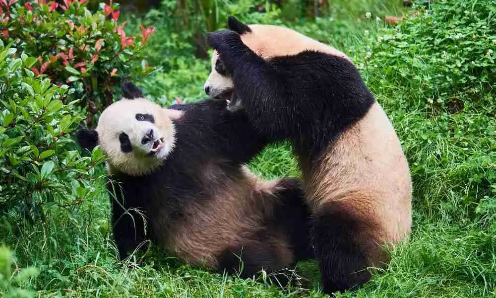 11 Reasons Why Pandas Are Useless