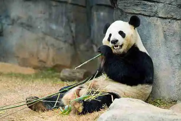 Panda in Zoo Eating Bamboo 